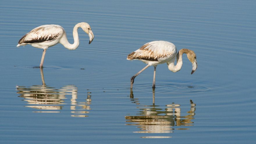 Para amantes de la ornitología: cinco destinos españoles donde ver aves migratorias en invierno
