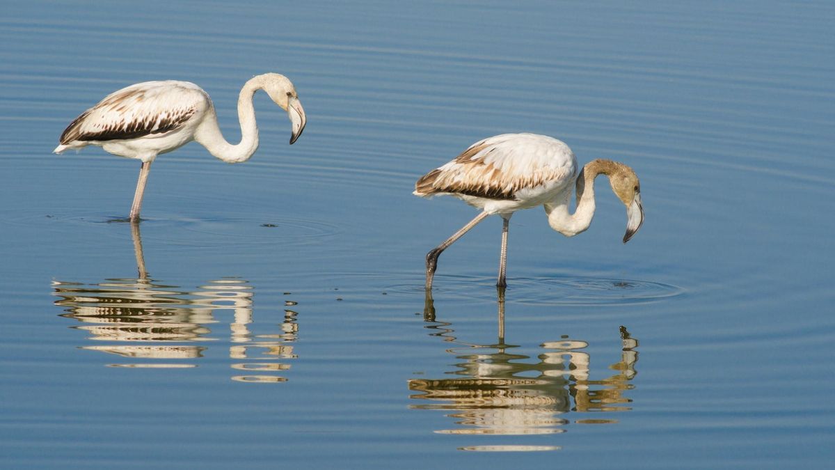 Para amantes de la ornitología: cinco destinos españoles donde ver aves migratorias en invierno