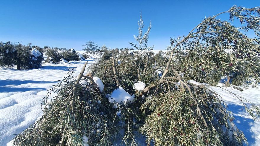 Piden a García-Page ayudas excepcionales para recuperar olivares, infraestructuras ganaderas y colmenas