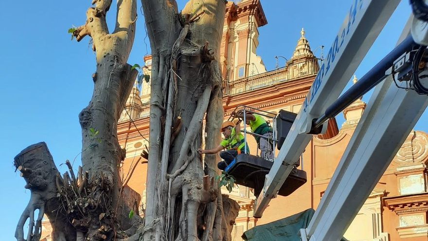 Cuidados de emergencia al ficus centenario de Sevilla, que resiste vivo mientras aguarda su destino final