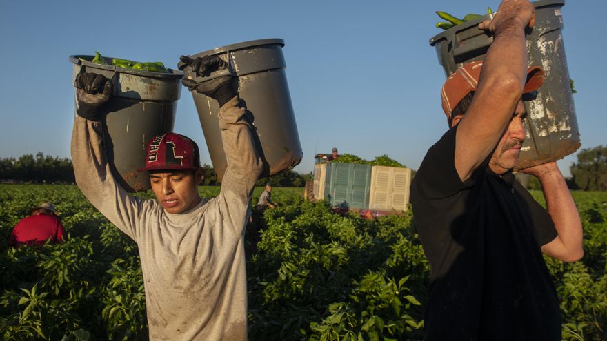 La mano de obra joven siempre es bienvenida en los ranchos pues son capaces de recoger más cantidad de chile durante la jornada. 8:00 am.