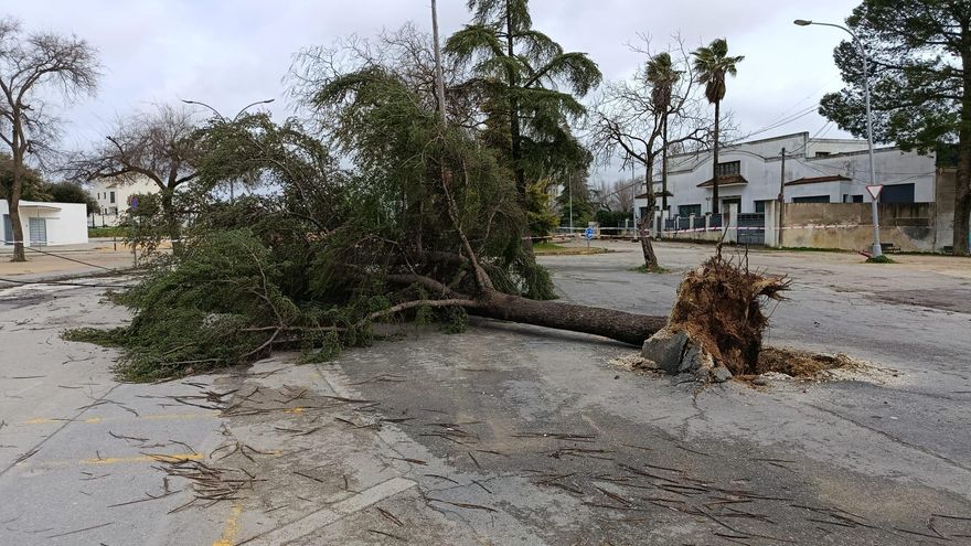 El viento ha tumbado árboles en Montilla.