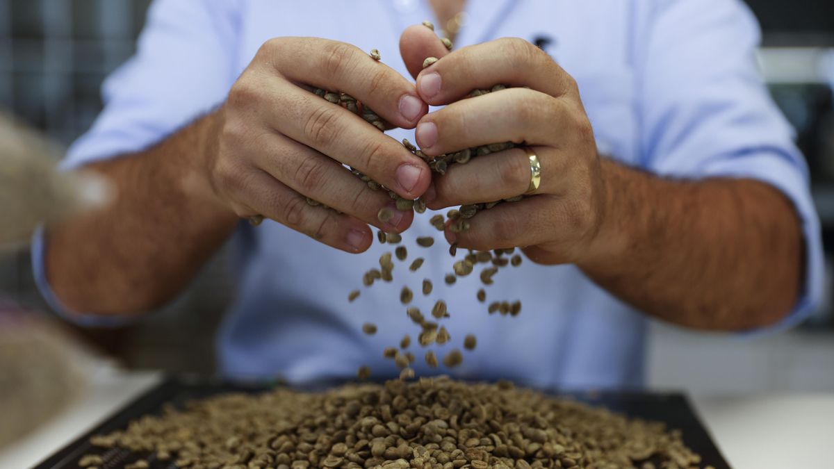 ¿Cuánto tipos y sabores de café existen? Más allá del famoso 'café arábica'