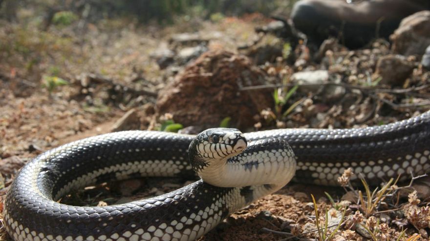 Finaliza el período de emergencia de la culebra real de California en Gran Canaria, con 2.289 ejemplares capturados