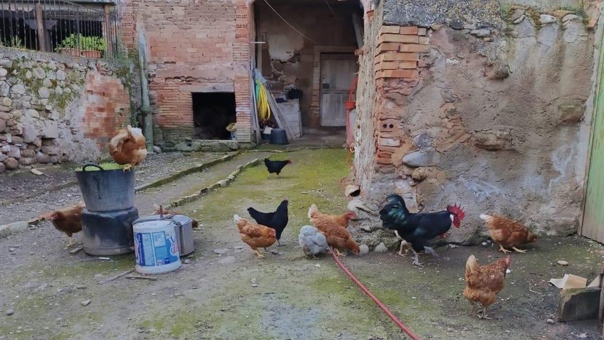 El Ministerio confina las aves de cría en seis municipios de La Rioja ante el avance de la gripe aviar