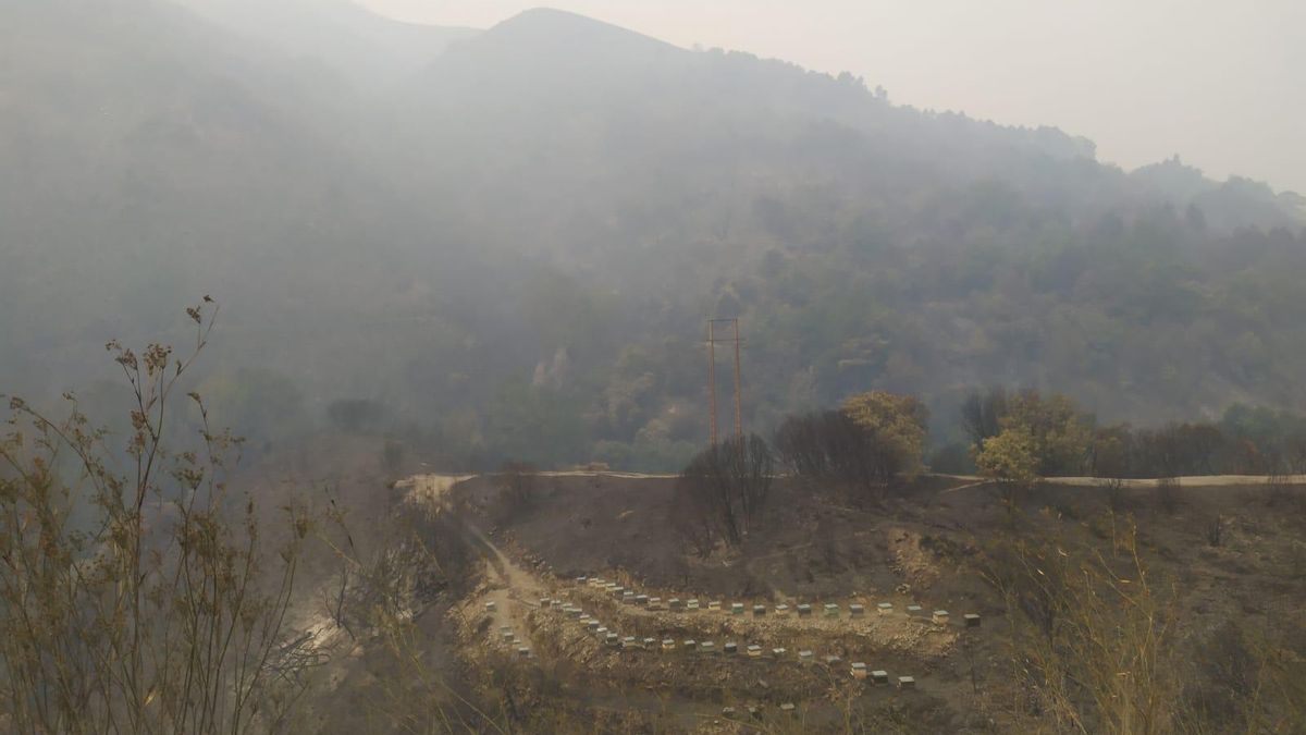 Unas colmenas de abejas rodeadas de tierra quemada y humo en el camino que lleva a Oulego, en Rubiá (Ourense).