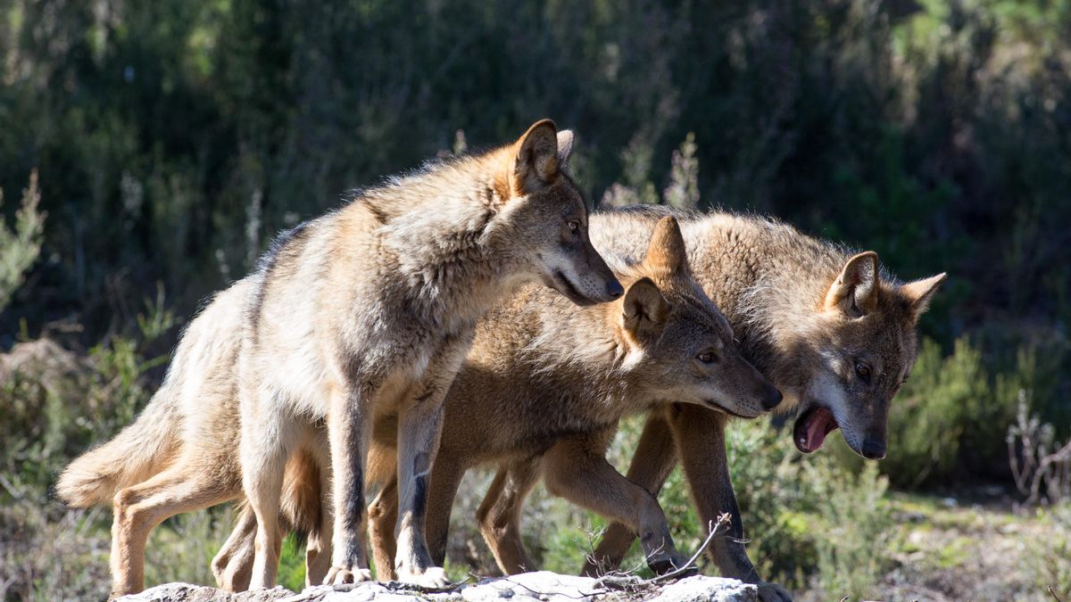 Lobos ibéricos.
