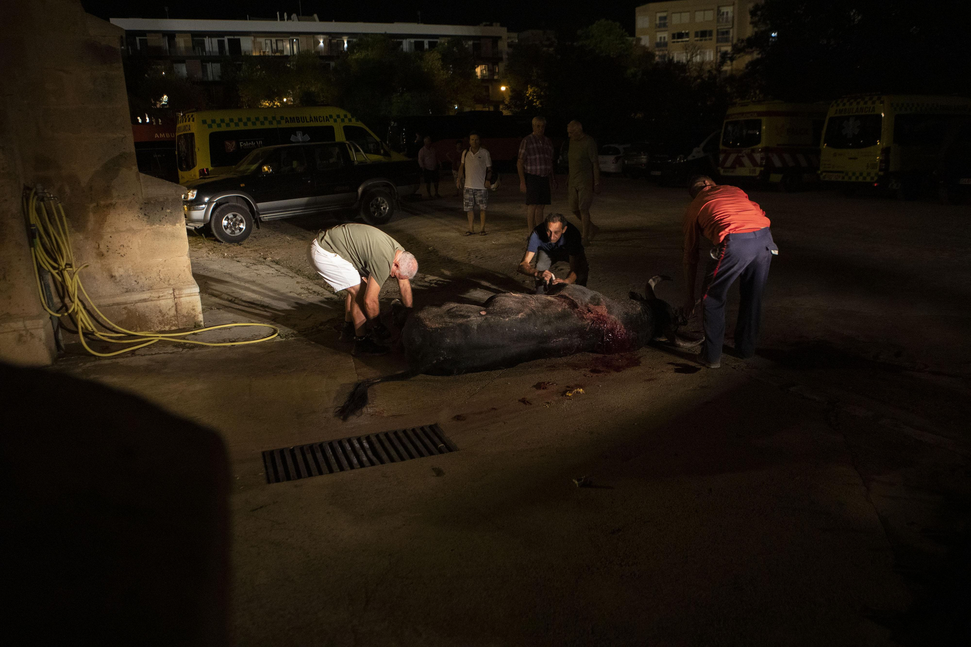 Un toro muerto tras la corrida celebrada en Palma este jueves.