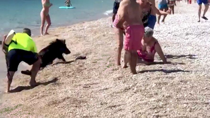Un jabalí sale del mar en Alicante y muerde a una bañista de Cuenca