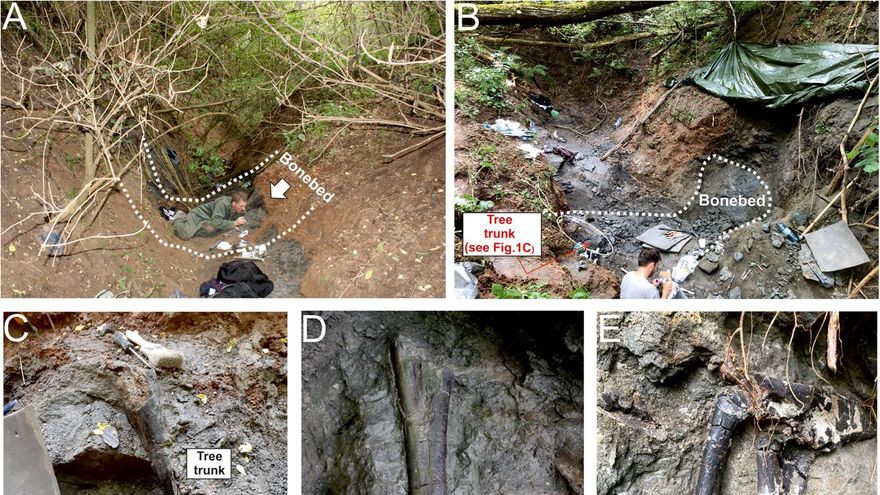 Un equipo internacional de paleontólogos descubre en Rumanía el yacimiento más antiguo y diverso de la isla de Hateg