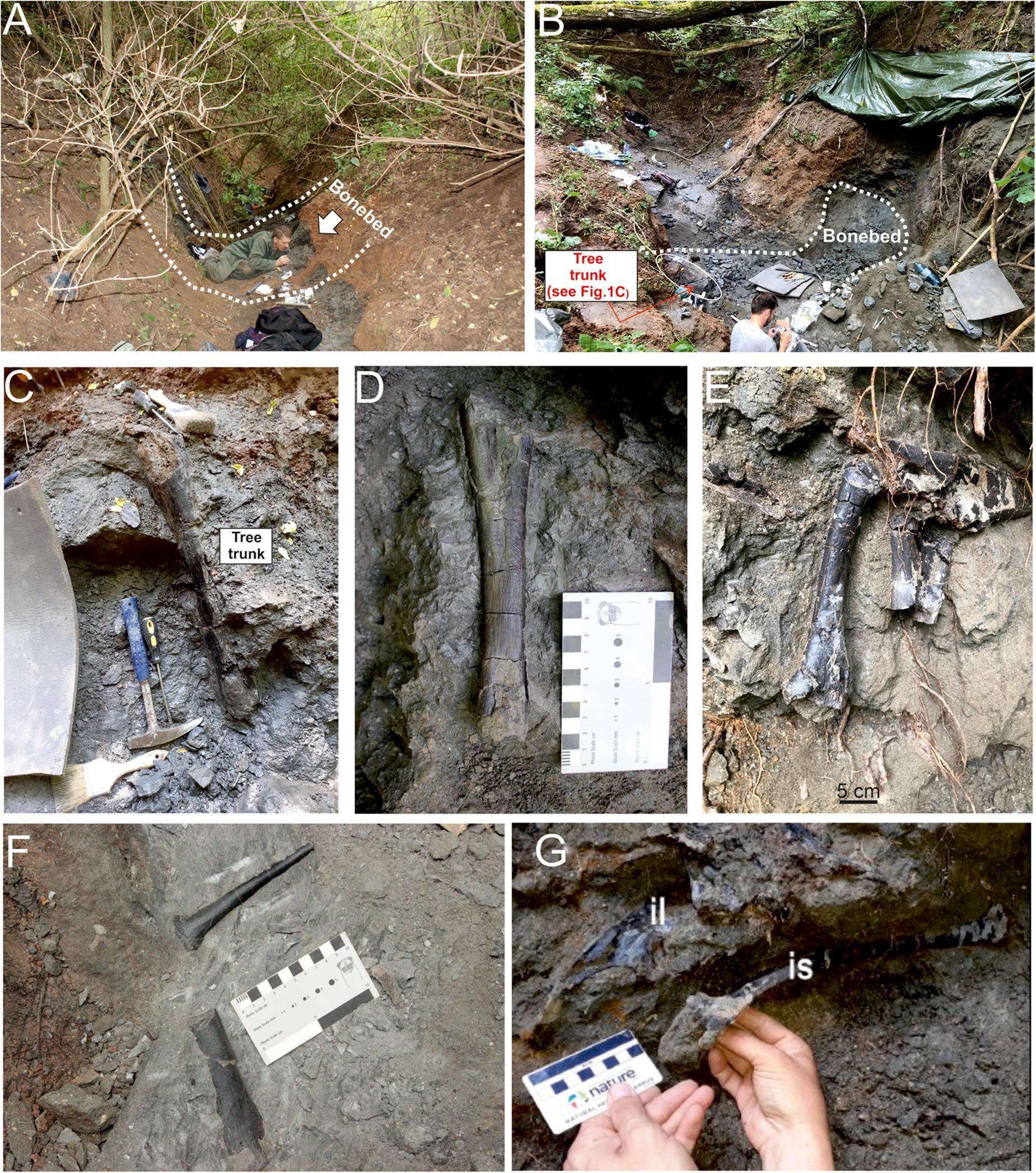 (A) O estado da camada óssea examinada em 2019 (B) e em 2022 (C) O tronco da árvore está orientado verticalmente no horizonte da camada óssea do local K2. (DF) Ossos de dinossauro bem preservados no sítio K2. (G) Elementos pélvicos associados in situ de Rhabdodontidae indet.