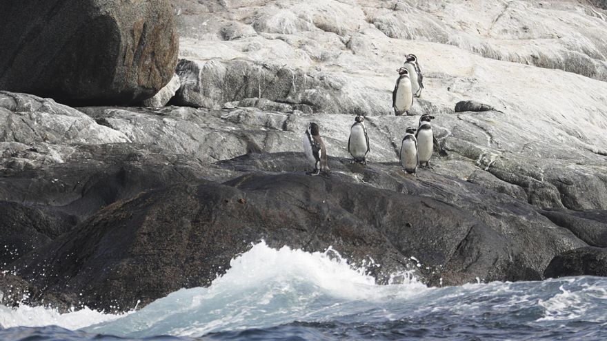 Humboldt, el pingüino insigne de Chile que la actividad humana aboca a la extinción