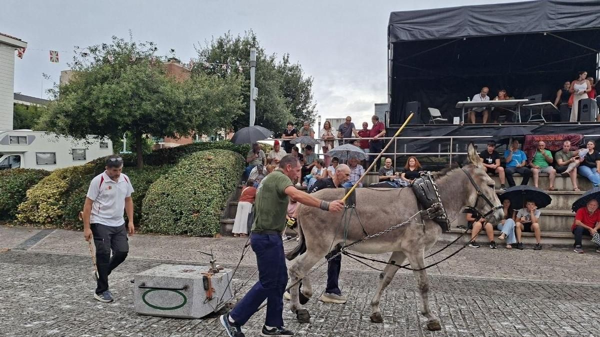 Vecinos de Leioa protestan en las pruebas de arrastre de piedra con burros: "¿Cómo os puede divertir ver a un animal sufrir?"