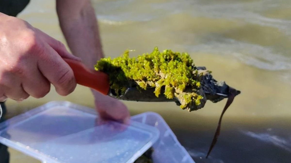 Una muestra de Riella echinata.