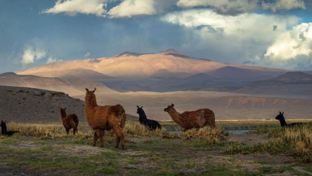 Foto: Leo Seura - Asamblea Pucará