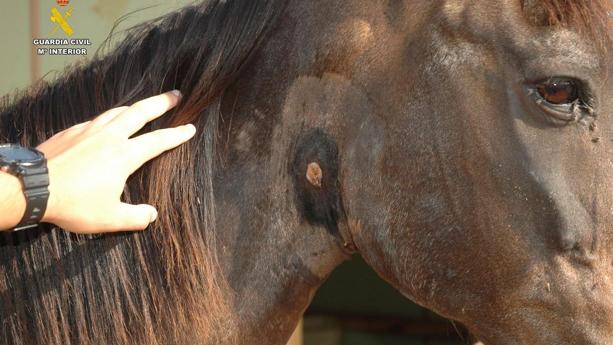 Coche herido encontrado en caballo