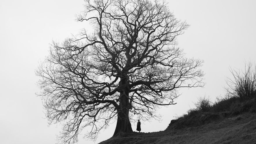 Cultura inaugura este viernes una exposición de fotos sobre árboles singulares de Cantabria