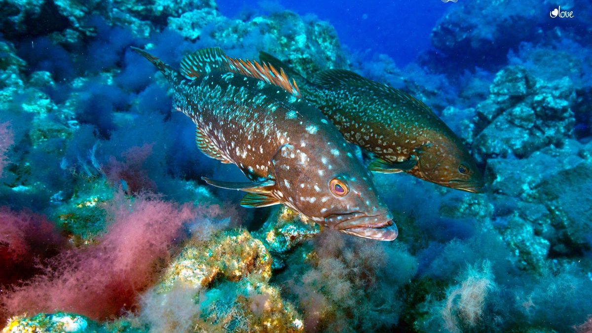 La vida submarina se abre paso en las nuevas fajanas de La Palma.