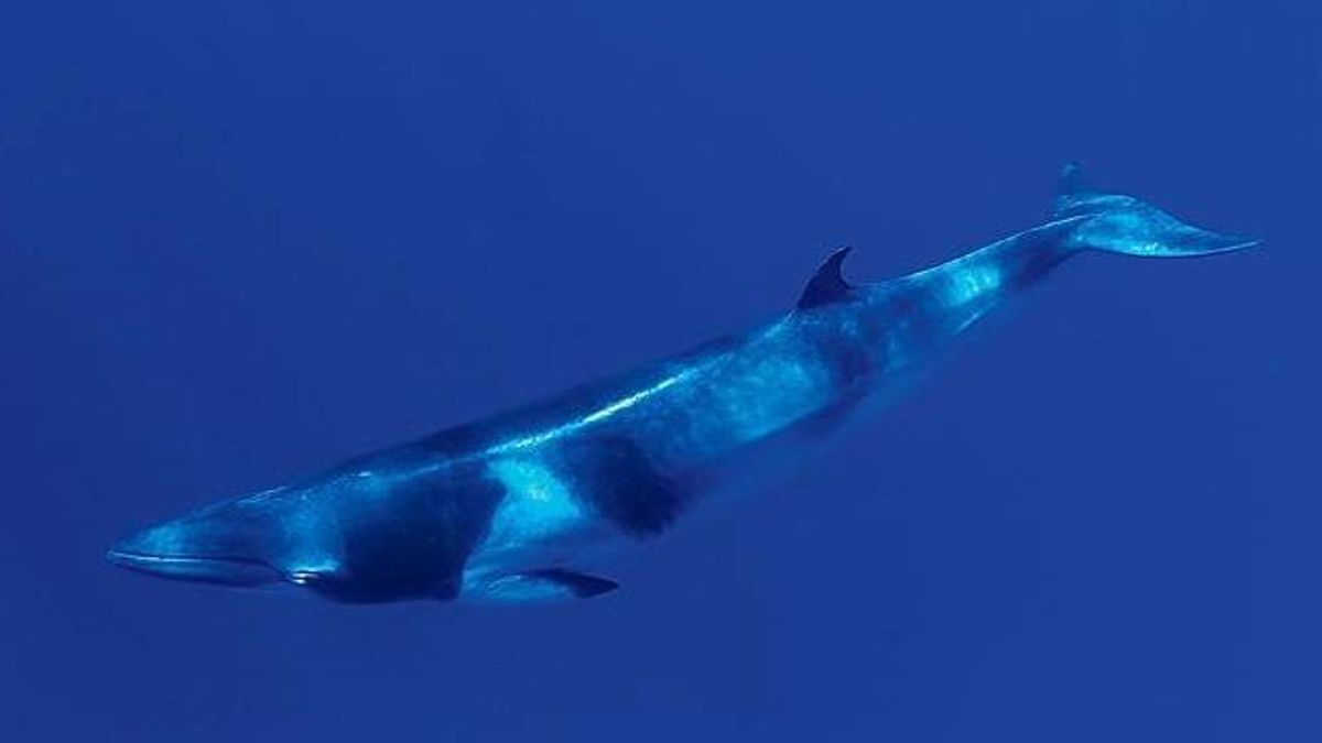 Las ballenas Minke son más alargadas