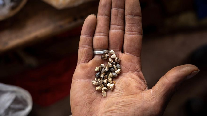 Ley de Semillas bajo amenaza: el Gobierno a favor de las corporaciones del agronegocio