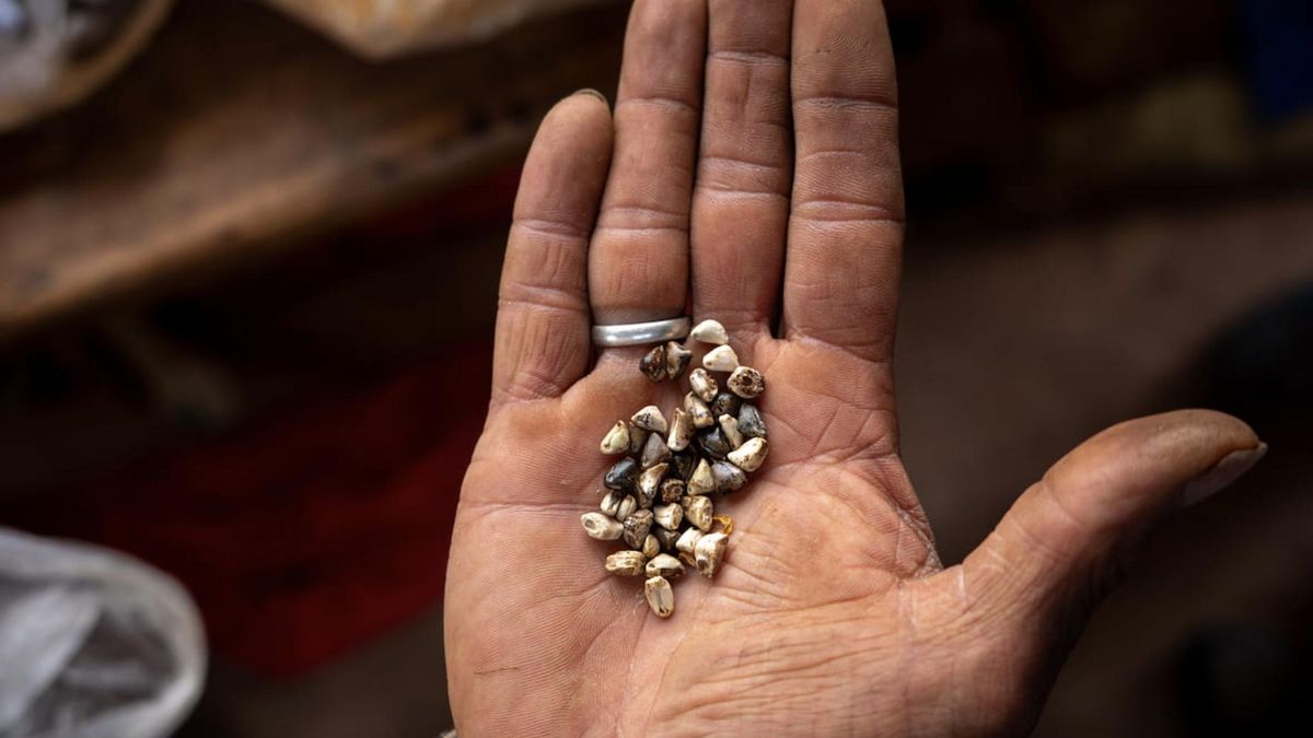 Ley de Semillas bajo amenaza: el Gobierno a favor de las corporaciones del agronegocio