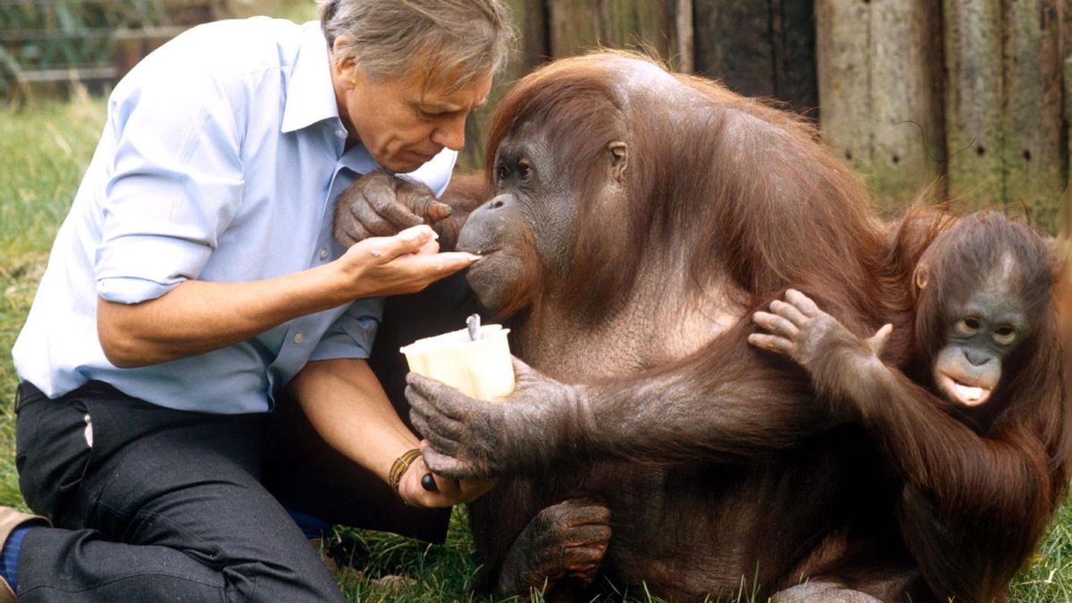 David Attenborough con orangutanes en Borneo, en 1982. Foto: cortesía Rex Features