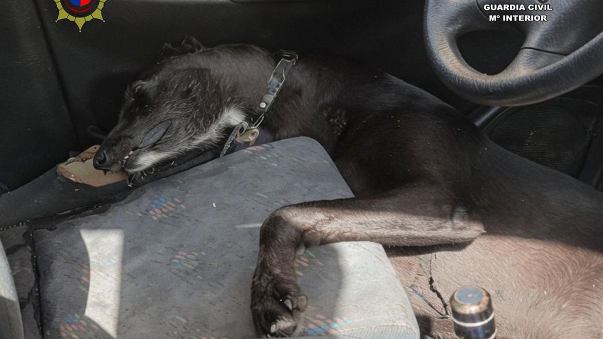 Cadáver del perro abandonado en un coche