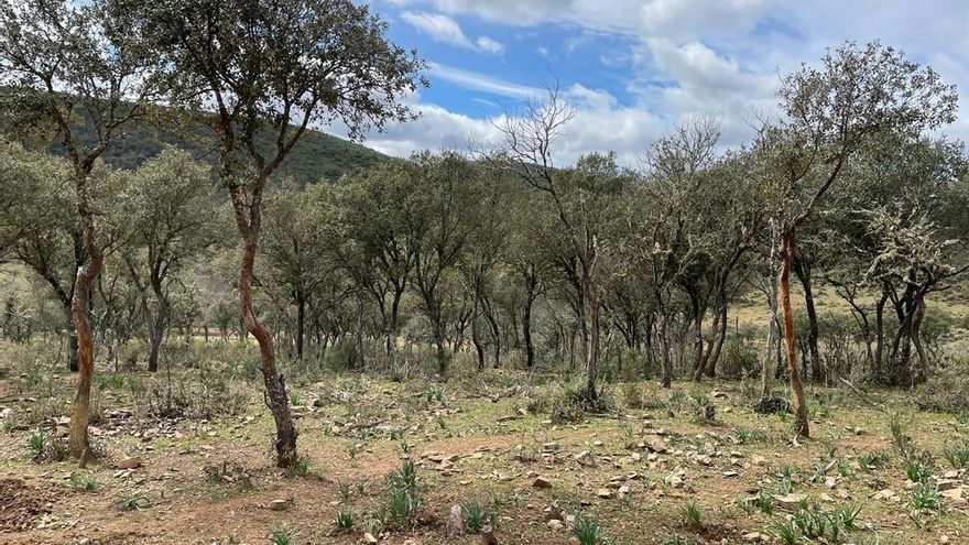 Denuncian la "alta vulnerabilidad" del Parque Nacional de Cabañeros ante los incendios forestales