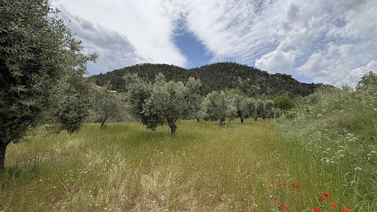 Campo con olivos.