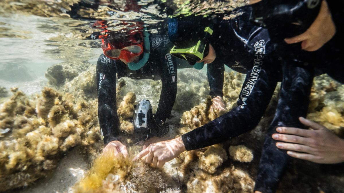 Labores de restauración del ecosistema marino