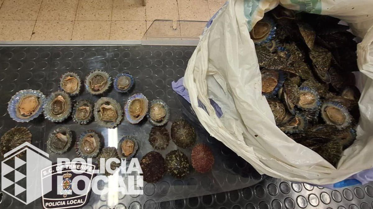 Sorprendido un hombre con casi 8 kilos de lapas cogidas sin licencia en la escollera de Las Teresitas