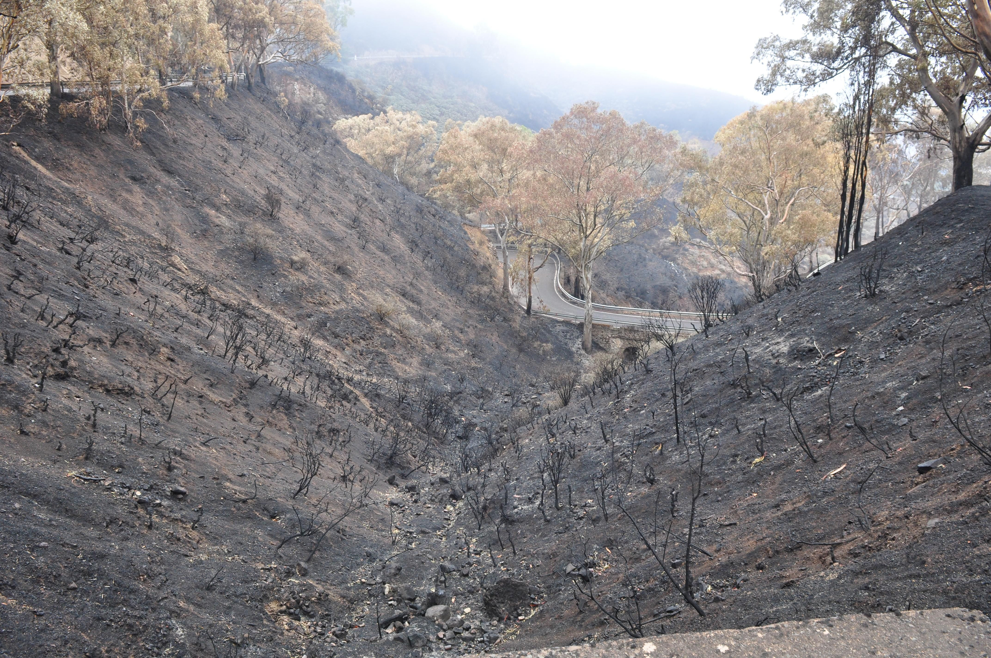 Efectos del incendio en la Cruz de Tejeda. (ÁNGEL SARMIENTO)