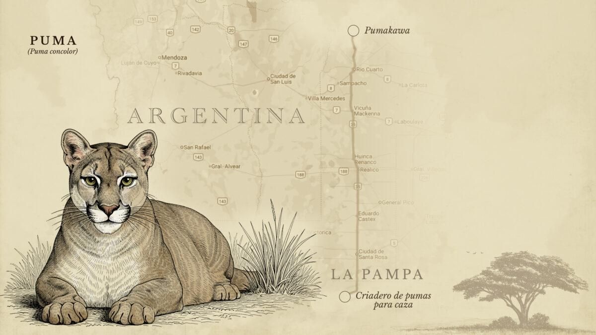 El segundo félido más grande del continente goza en Argentina de una población ampliamente distribuida pero amenazada por los cotos de caza ilegales.