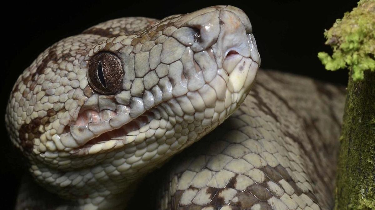 El amoníaco y el ácido úrico reaccionan para formar uratos blanquecinos que los reptiles expulsan sin riesgo interno