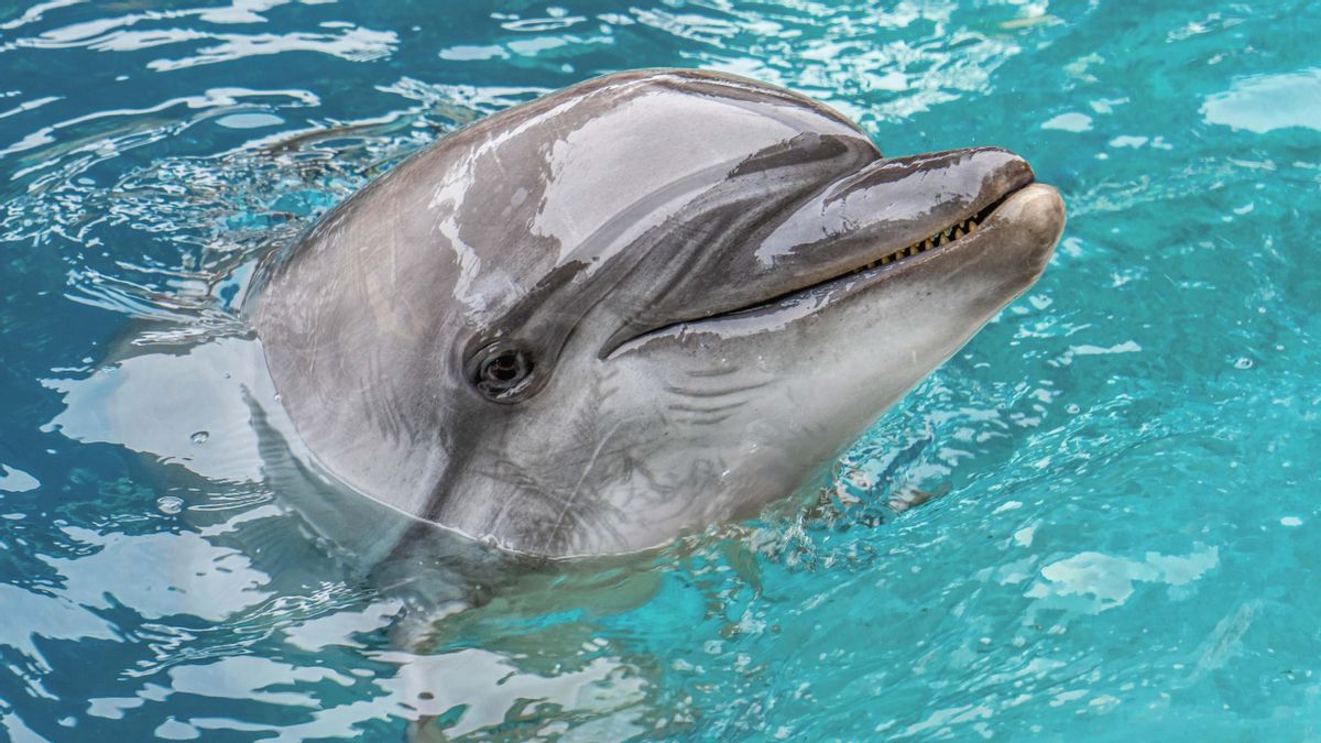 El Oceanogràfic pierde a dos de los seis animales rescatados en Canadá en menos de un mes tras la muerte de la delfina Echo