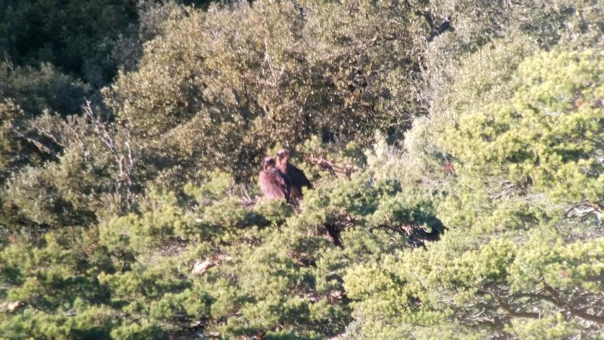 La pareja de buitres negros Muntaner y Viliana, sobre el nido que ocupan en el Prepirineo de Huesca.