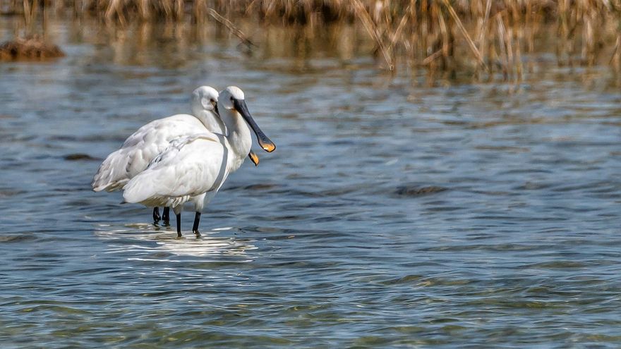 Más de 2.000 personas reclaman una concesión justa de agua para las Lagunas de Villafranca (Toledo)