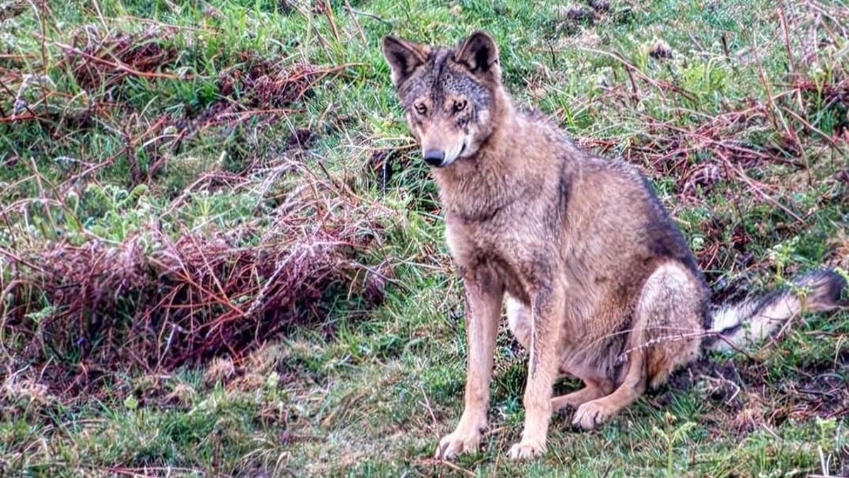 Suspendida cautelarmente la elaboración del nuevo Plan del Lobo de Cantabria recurrida por Podemos