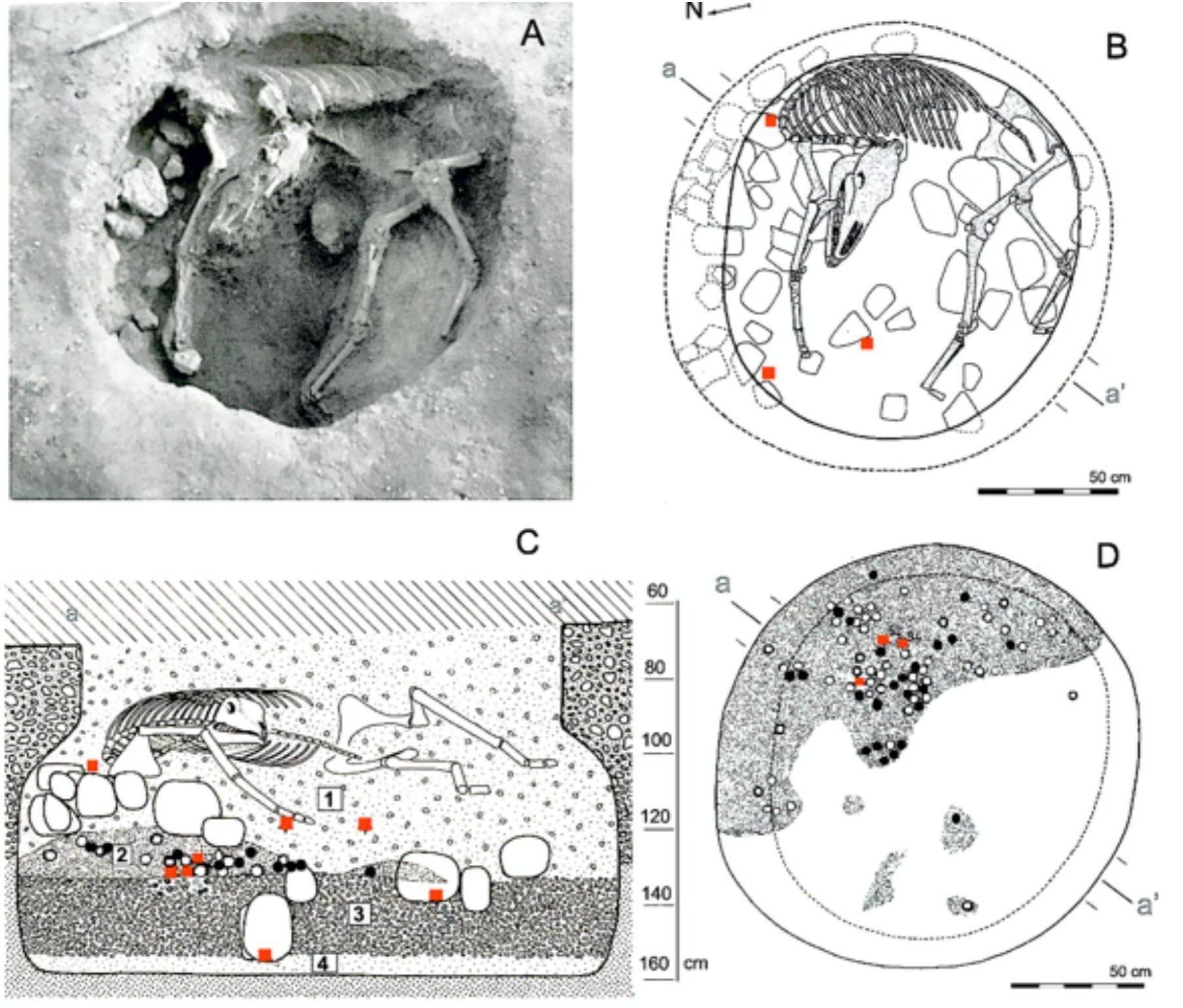 Estructura E10, donde se aprecian los restos del animal