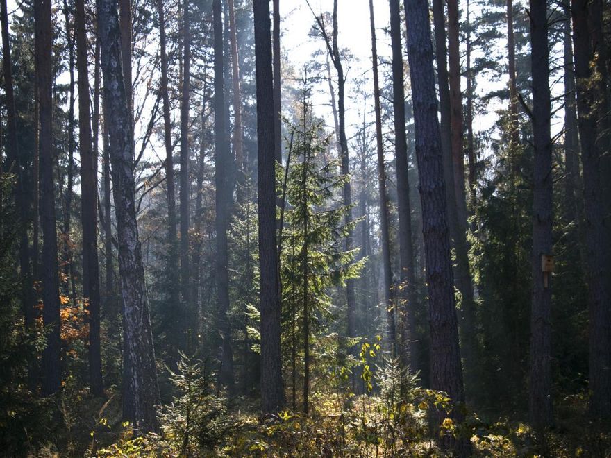 Bosques primigenios en el Parque Nacional Belovezhskaya Pushcha.