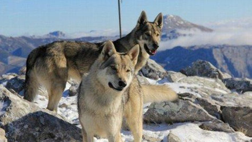 Wolfdogland.