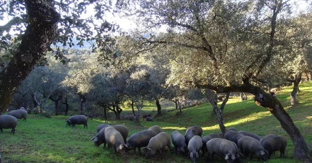 La norma de calidad del cerdo ibérico: una ceremonia de confusión
