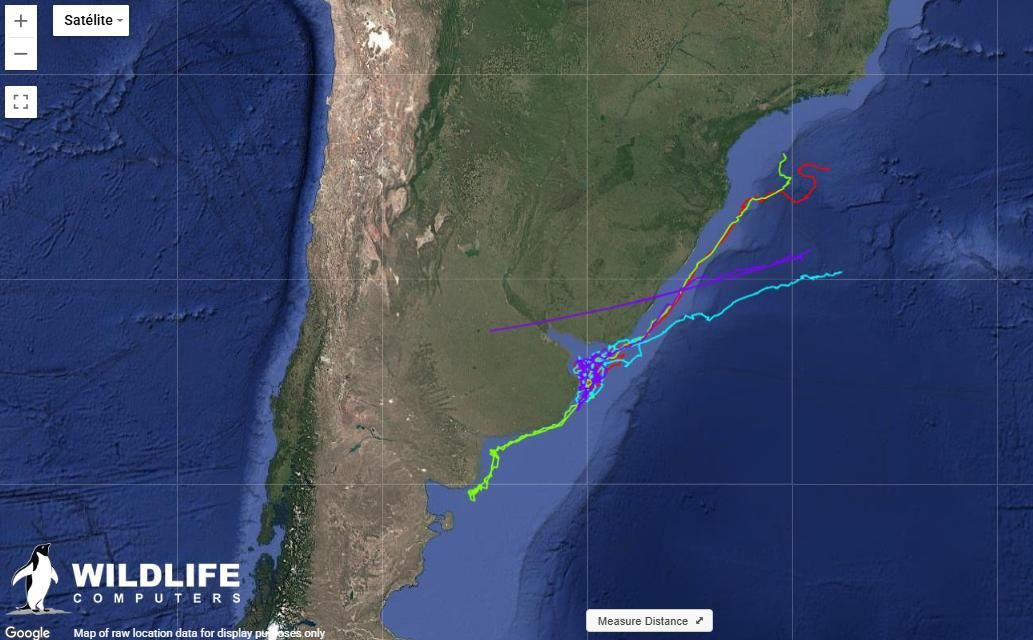 Recorrido satelital de las tortugas laúd macho en Argentina. Mapa: cortesía Proyecto Tortuga Laud-Argentina