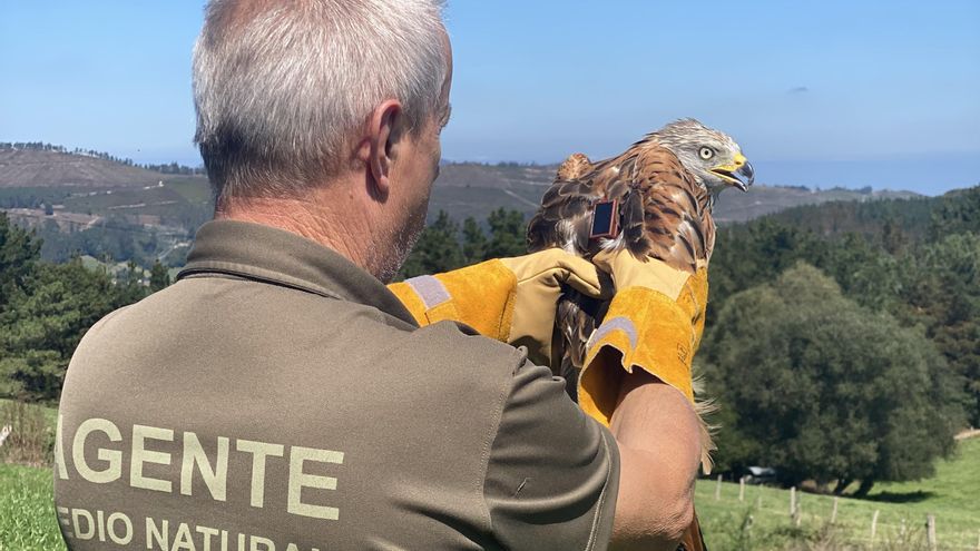 Milanos reales con GPS para evaluar el impacto de los eólicos en la biodiversidad