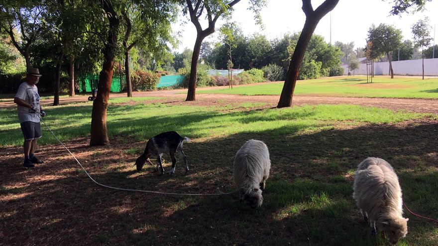 Ovejas en peligro de extinción trabajan a toda máquina como biosegadoras en un parque de Sevilla
