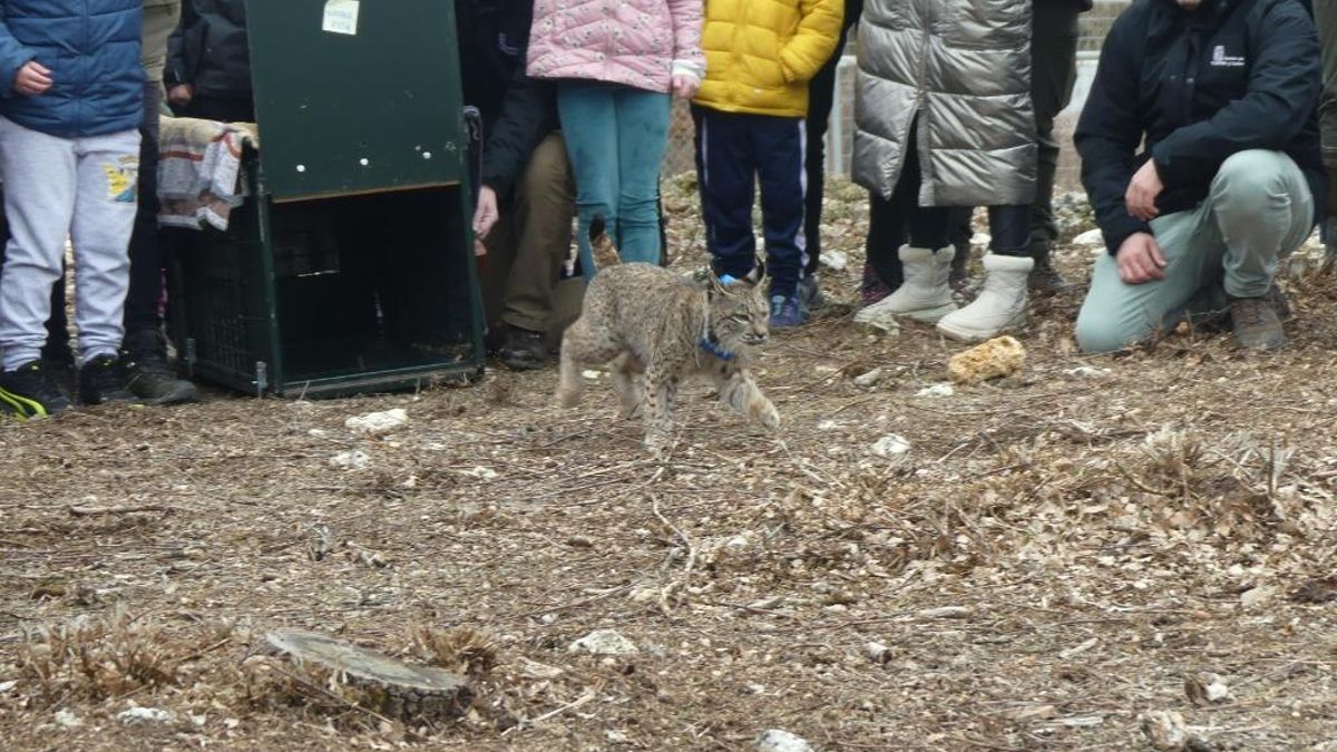 Liberados dos nuevos linces ibéricos en el Cerrato palentino