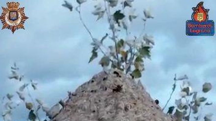 Retiran un nido de avispa asiática de un árbol del Parque del Ebro