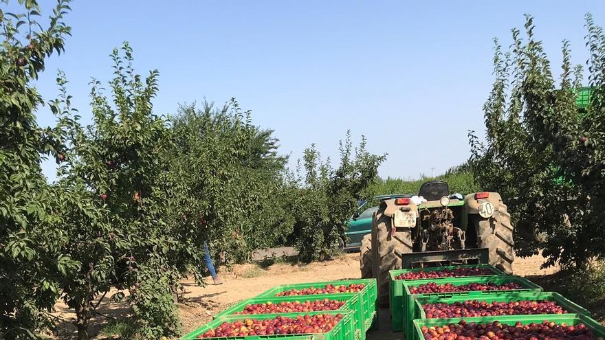 Fruta recien recolectada de los árboles