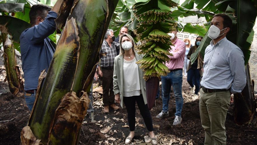 La consejera de Agricultura, Alicia Vanoostende, y el presidente del Cabildo de La Palma, Mariano Zapata, el pasado 23 de marzo, durante una visita a una finca de plátanos ubicada en El Remo que ha podido salvar su producción tras la erupción del volcán.
