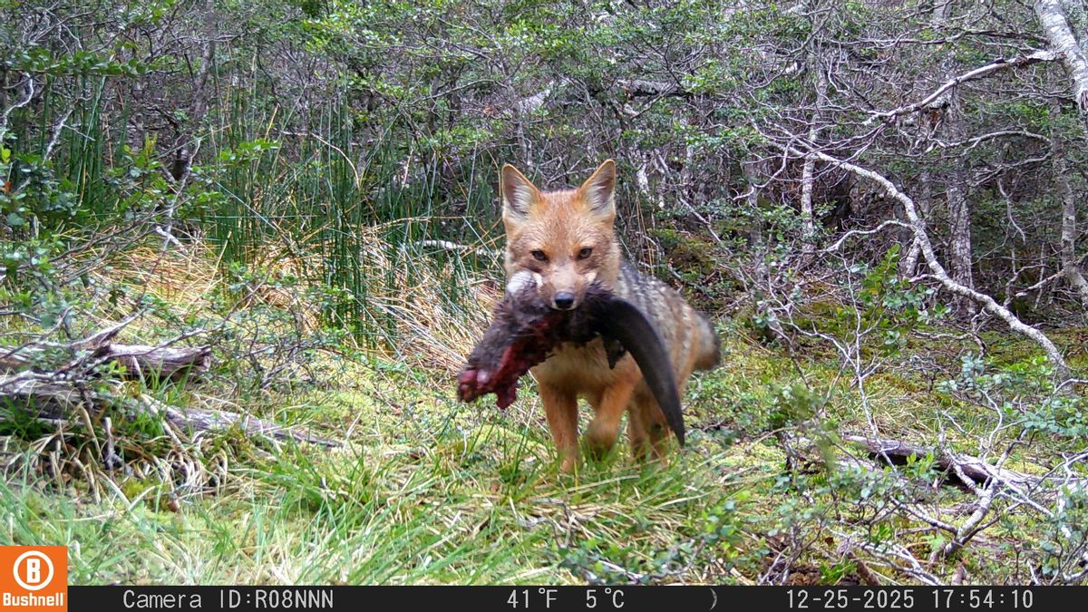 Un zorro culpeo (Lycalopex culpaeus) captado con una presa. Foto: Fotomonitoreo Nacional/Snapshot Chile